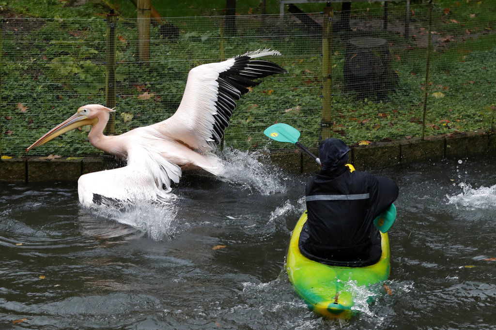 Czech pelicans